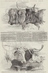 Wystawa bydła z nagrodami Klubu Smithfield